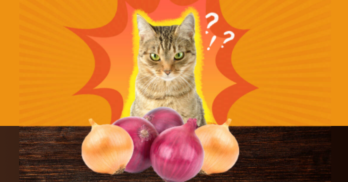 zasto je luk zabranjen za macke